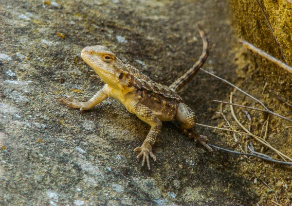Lizard perched on stone