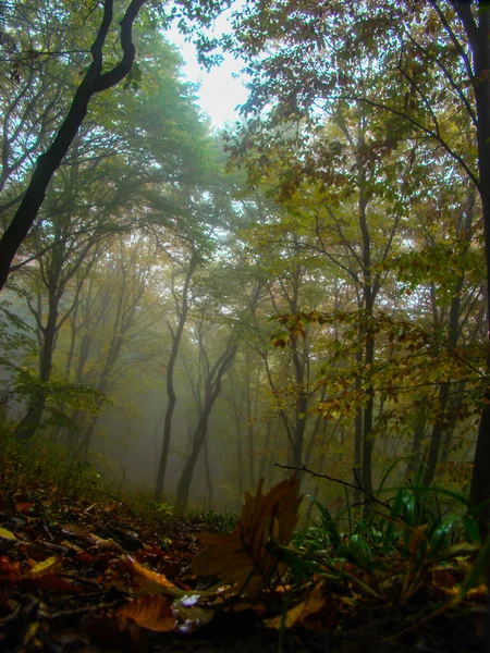 Beautiful forest in fog