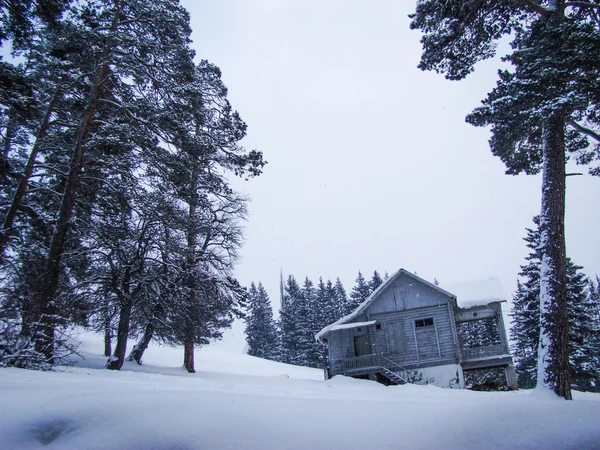 Wooden house in pine forest