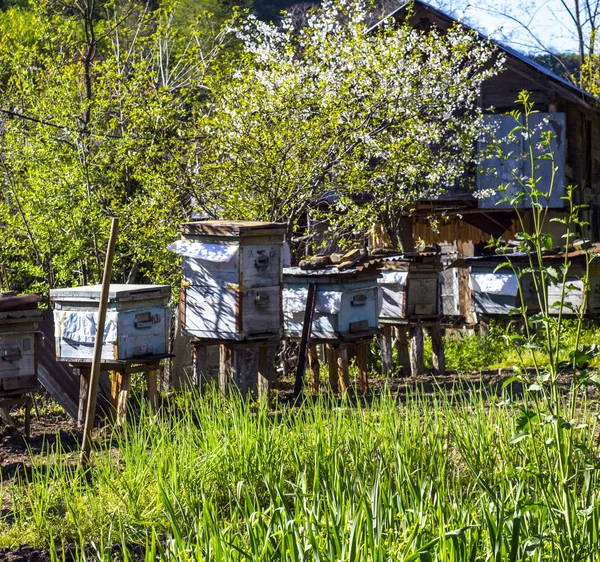 Group of wooden Beehives
