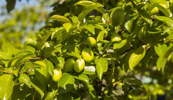 Green fruits growing on tree