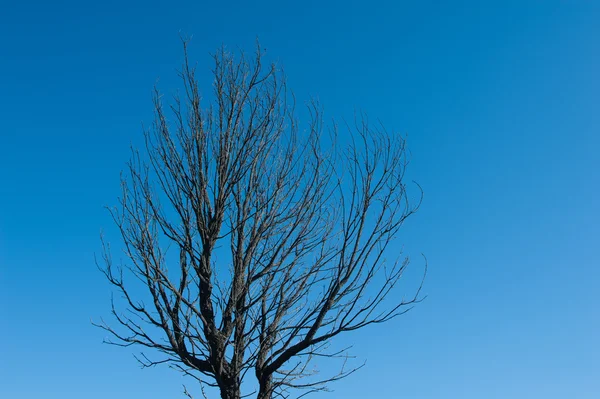Death of a burned tree alone on blue sky