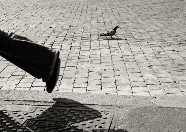 Pigeon on cobblestone pavement in Rome, black and white
