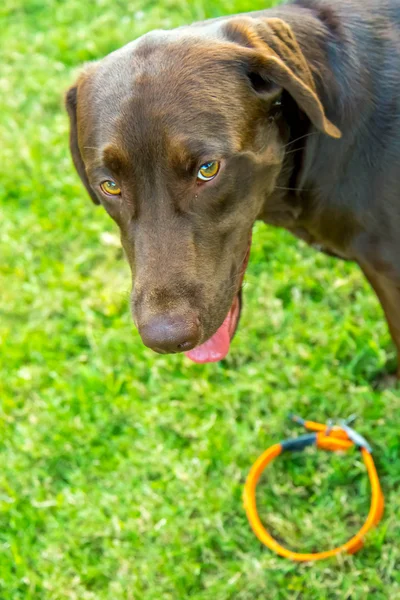 Chocolate lab with his collar on the ground