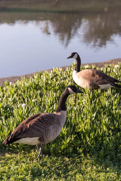 Wild geese standing in aloe vera plants near the water front