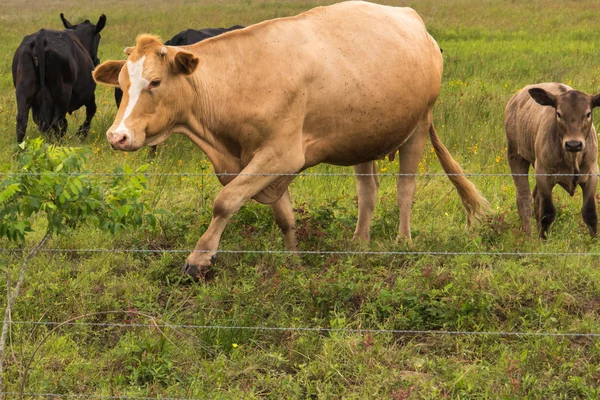 Cows in a lush green pasture