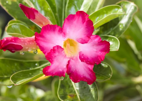 Closeup of Pink Bigononia or Desert Rose