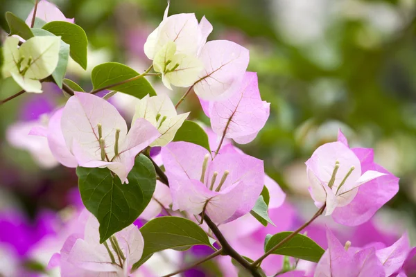 Pink Bougainvillea and leave