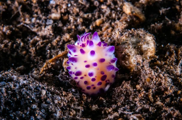 Nudibranch crawling over the bottom substrate in Gili, Lombok, Nusa Tenggara Barat, Indonesia underwater photo