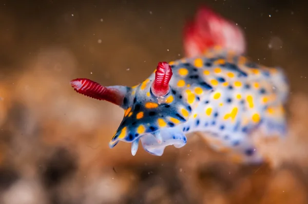 Nudibranch crawling over the bottom substrate in Gili, Lombok, Nusa Tenggara Barat, Indonesia underwater photo