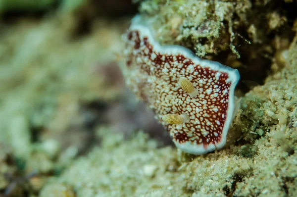 Nudibranch crawling over the bottom substrate in Derawan, Indonesia underwater phot