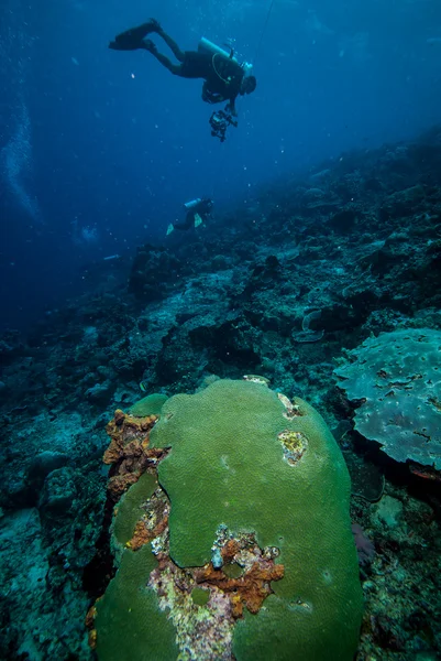 Diver and various coral reefs in Derawan, Kalimantan, Indonesia underwater photo