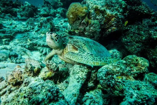Green sea turtle resting on the reefs in Derawan, Kalimantan, Indonesia underwater photo