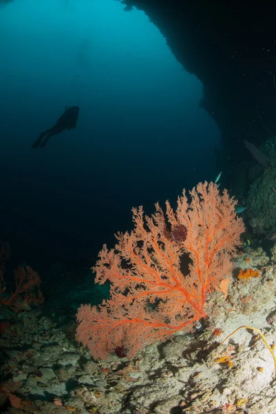 Diver, sea fan in Ambon, Maluku, Indonesia underwater photo