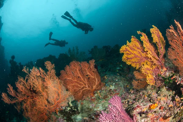 Divers, sea fan in Ambon, Maluku, Indonesia underwater photo