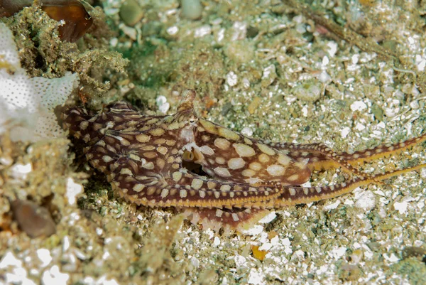 Mimic octopus in Ambon, Maluku, Indonesia underwater photo