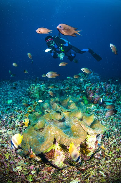 Scuba diving above coral below boat bunaken sulawesi indonesia underwater photo