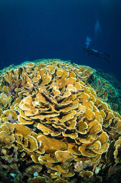 Scuba diving above coral below boat bunaken sulawesi indonesia underwater photo