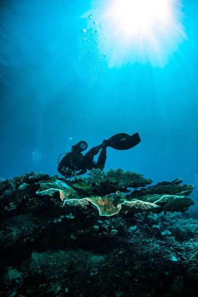 Scuba diving diver kapoposang sulawesi indonesia underwater