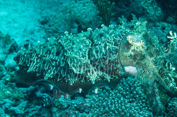 Broadclub cuttlefish sefia latimanus kapoposang indonesia scuba diving diver