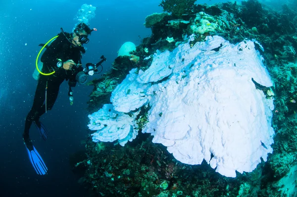 Scuba diving diver kapoposang sulawesi indonesia bleaching underwater