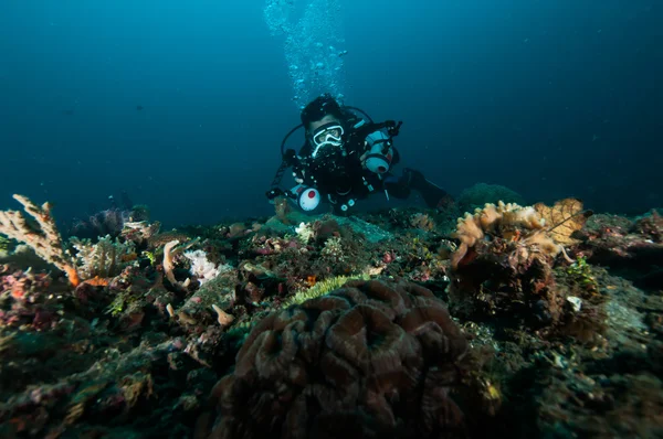 Diver take a photo video upon coral lembeh indonesia scuba diving