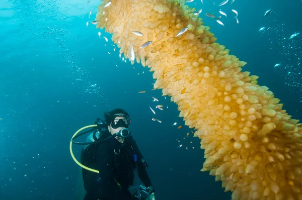 Scuba diving lembeh strait indonesia