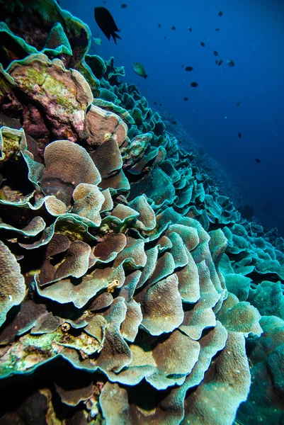 Diver blue water scuba diving bunaken indonesia sea reef ocean