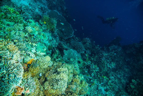 Diver blue water scuba diving bunaken indonesia sea reef ocean