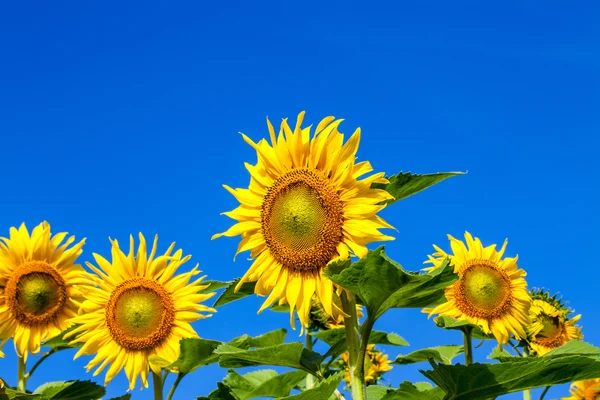 Sunflower in field with blue sky background and sunny