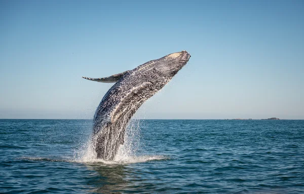 Happy whale breaching