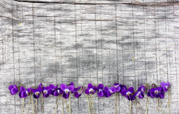 Little flowers violets lined in a row on the old gray board in the cracks. Copy space. Free space for text, Close-up, top view