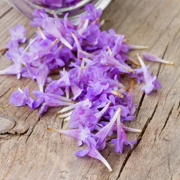 Flower petals color purple heart rained down from the glass jars on an old wooden board in the cracks close-up. selective focus, shallow depth of field. square photo