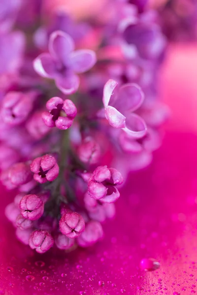 Branch of lilac flowers on purple background with drops of water. shallow depth of field