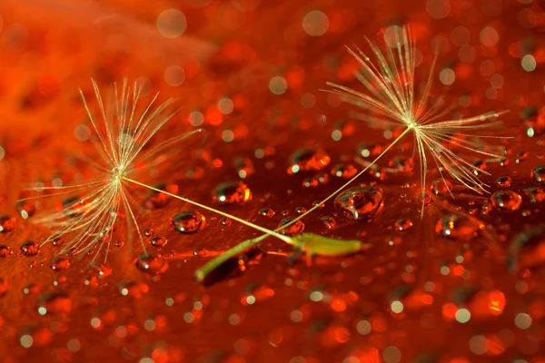Macro photo of two dandelion seeds on a red background in the drops of water. shallow depth of field