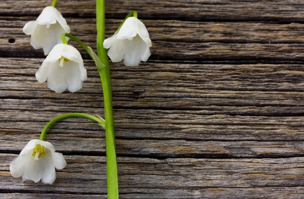 White flower lily of the valley on a background of old gray barn boards in the cracks close up. with space for posting information
