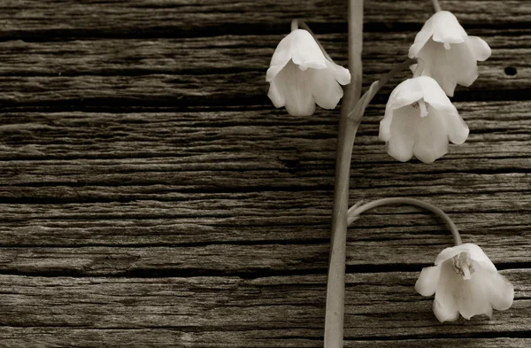 White flower lily of the valley on a background of old gray barn boards in the cracks close up