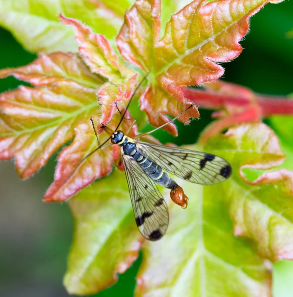 Winged insect with a long proboscis scorpion fly on green leaf