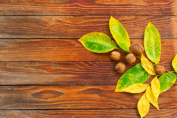 Background of brown wooden planks with a wet autumn yellow and green leaves, and walnuts. Free space for text. Copy space