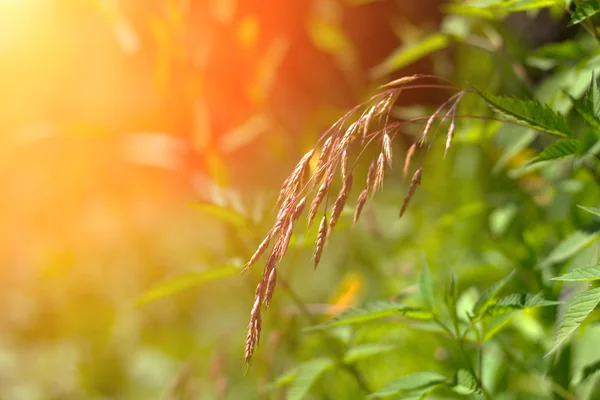 The spikelet on the background of green grass in the rays of the setting sun. Shallow depth of field, toned photo