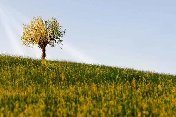 Pear tree alone on hill in the spring