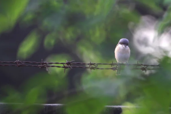 Bird on barb wire