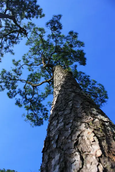 Huge tree against blue sky