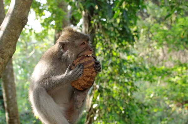 Crab-eating macaque eating coconut