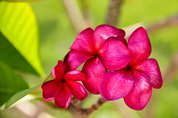 Red tropical flower