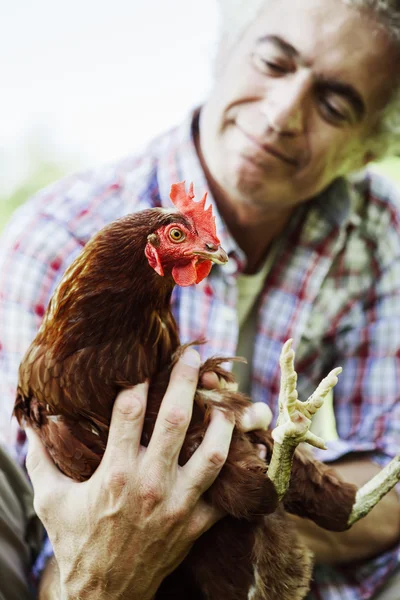 Smiling farmer holding a chicken