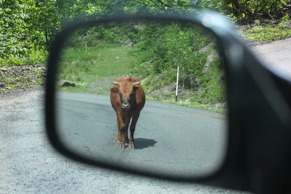 Cow on the road walks in the side view mirror