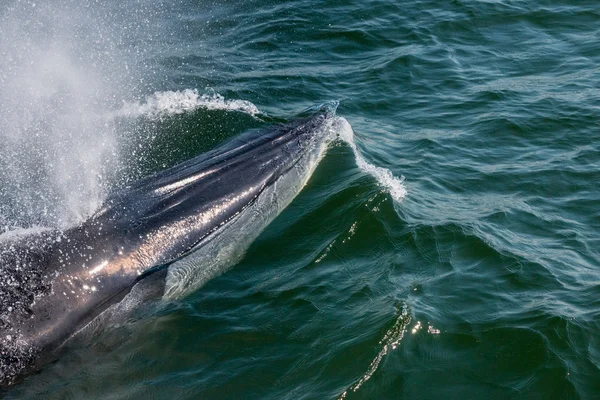 Baby Bryde's Whale quickly swim to the water surface to exhale by blowing the water into the air.