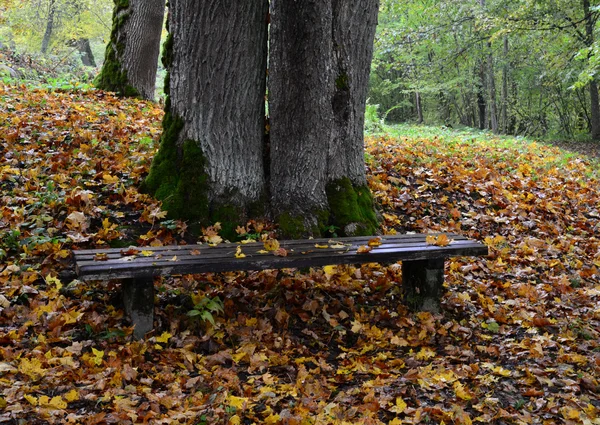 Old bench with orange leaves in the forest