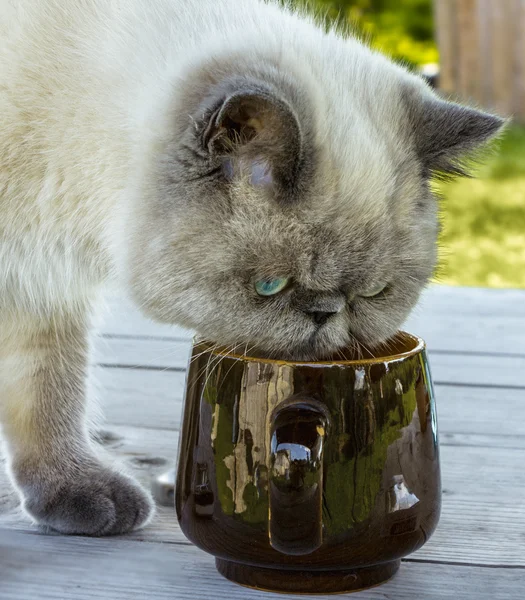 Exotic shorthair cat investigates a cup.